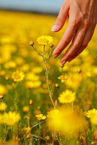 istock The woman hand and flower. 520232098
