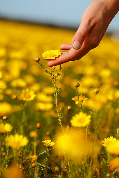 istock The woman hand and flower. 520232370