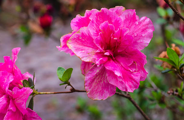 istock roses in a flower garden 520232512