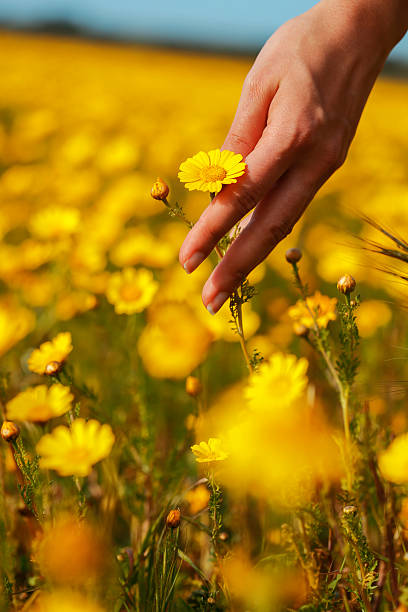 istock The woman hand and flower. 520232632