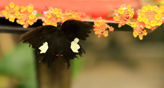 black butterfly-laos
