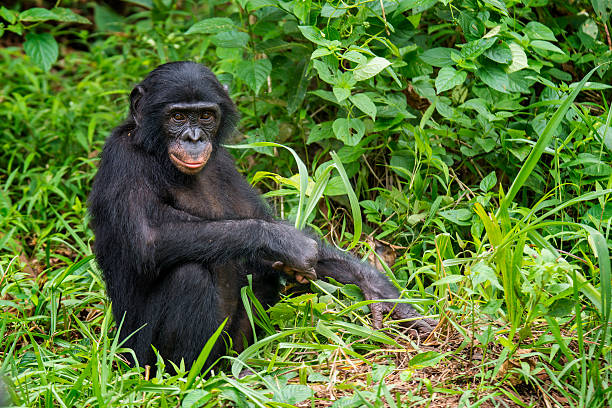 bonobo playing with each other