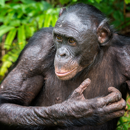 Portrait of a senior Bonobo (Pan paniscus). The Bonobo is one of the great apes (as well es Gorilla, Chimpanzee and Orang Utan). In former times Bonobos were also called pygmy chimpanzee. The only place where Bonobos could be found is the Tropical Rainforest in the Congo Basinof the Democratic Republic of the Congo, south of the Congor River. 