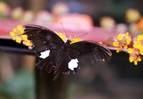 black butterfly-laos-asia