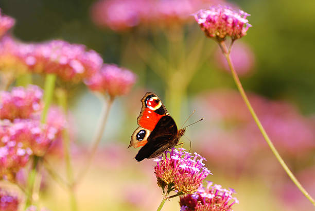 European peacock butterfly eating from Verbena flower. Single peacock butterfly resting on top of a blooming Verbena Bonariensis. peacock butterfly stock pictures, royalty-free photos & images