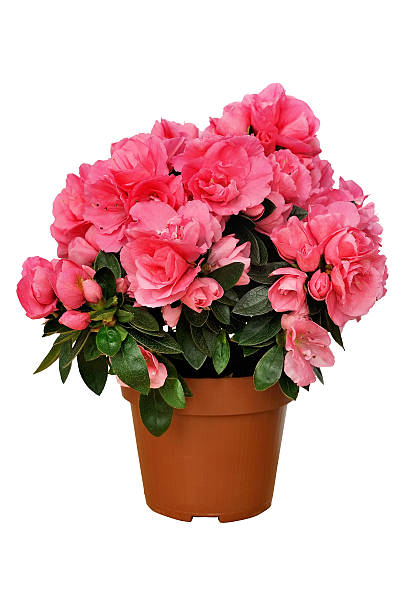 アザレアピンクで、ポットに隔てられたホワイト - azalea flower pot rhododendron isolated ストックフォトと画像