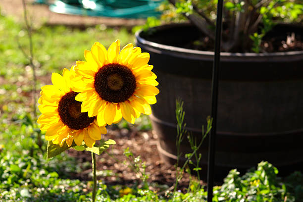 istock Sunflower in the Summer 520234204