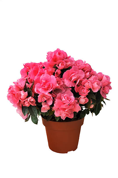 istock pink azalea in a pot on white background 520234386