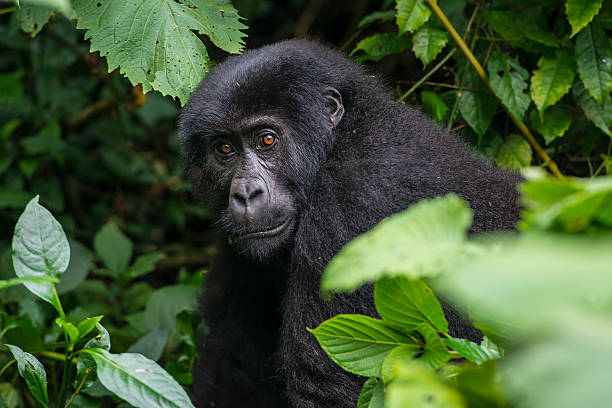 istock young Eastern Lowland Gorilla in Congo, wildlife shot 520234690