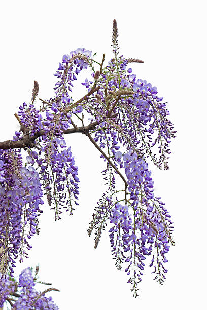 wisteria aislado sobre blanco - wisteria fotografías e imágenes de stock