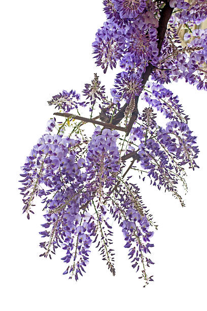 wisteria branch isolated on white background, view from below