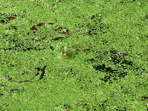 Hidden green frog in a green pond at a sunny day