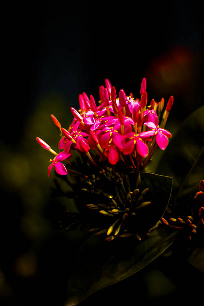 istock Pink Flower At Night 520235808