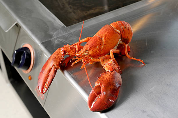 Cooked European Common Lobster Stock Photo - Download Image Now - Claw,  Cooked, Cut Out - iStock