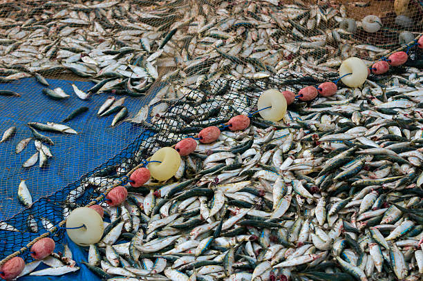 Fresh fish caught with a fishing net