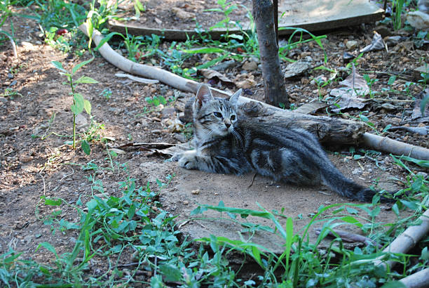 istock Tabby cat lying on stone in the grass under semidarkness 520237919