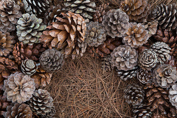 istock Frame of needles and pine-cones 520237941