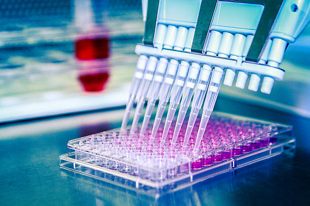 istock Multichannel Pipette With Cell Culture Plate. 520238059