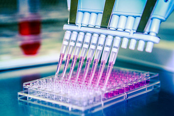 istock Pipette With Cell Culture Plate. 520238061