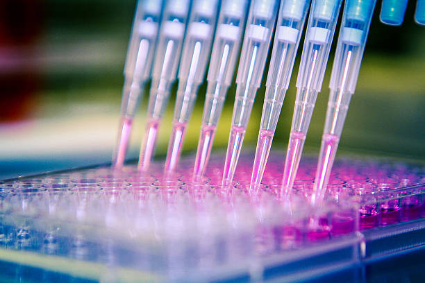 Pipette With Cell Culture Plate. A scientist distributes liquid through a multichannel Pipette into a 96-cell culture plate. pcr device photos stock pictures, royalty-free photos & images