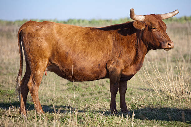 istock Red Texas Longhorn Cow in Pasture 520238107