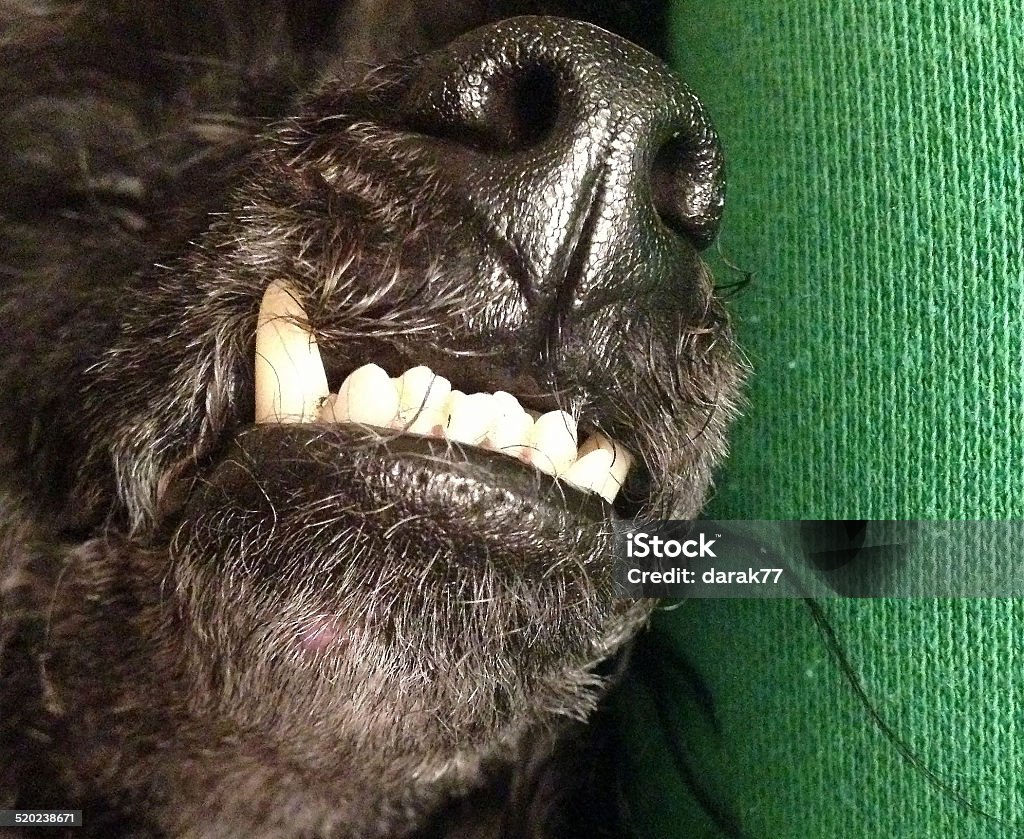 Buck Teeth On Poodle Stock Photo - Download Image Now - Animal, Animal Hair, Animal Mouth - iStock Buck Teeth On Poodle Stock Photo - Download Image Now - Animal, Animal Hair, Animal Mouth - iStock