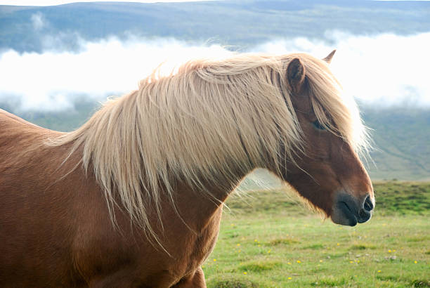 Horse head in Iceland 