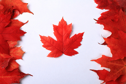 Red Maple Leafs on white backgroung composing the Canadian flag.