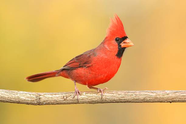 istock Male Cardinal On A Branch 520241363