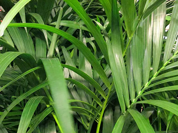 Photo showing the green leaves / fronds of a potted Areca palm houseplant.  The Latin name for this plant is: Chrysalidocarpus lutescens.
