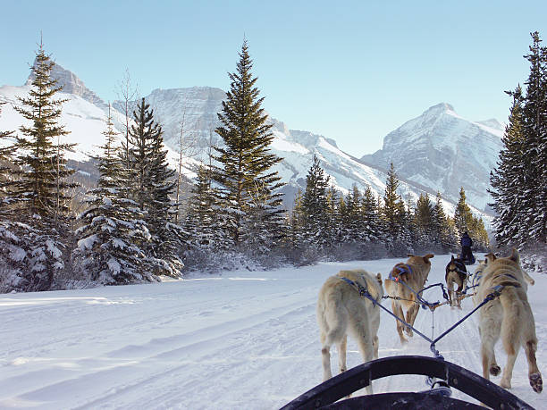 собачьи нарты на скалистые горы - rocky mountains canada mountain winter стоковые фото и изображения