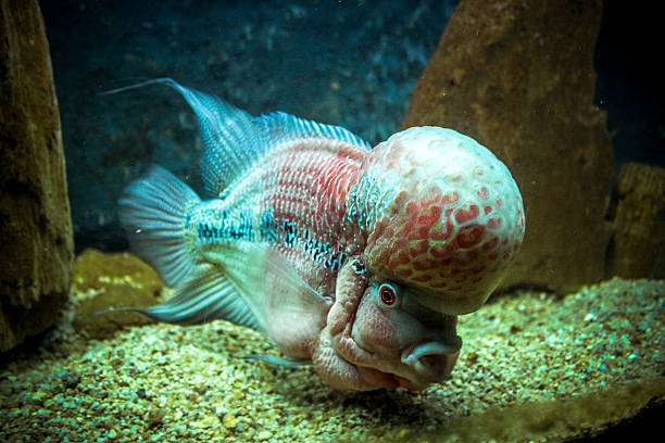 istock Underwater image of coral reef and Fish 520243385