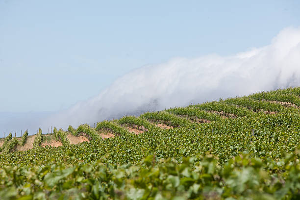 istock Healthy vines in a vineyard 520245111