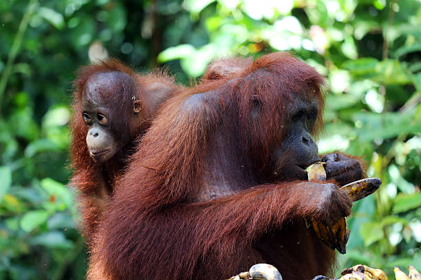 istock Indonesia: Orangutans in Tanjung Puting National Park 520258223