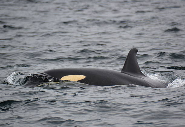 Southern Resident stock photo