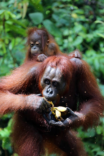 istock Indonesia: Orangutans in Tanjung Puting National Park 520258761