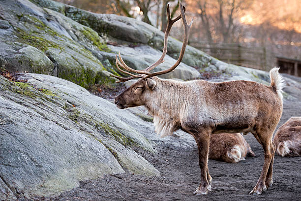 Reindeer (Rangifer tarandus) in the forest at autumn