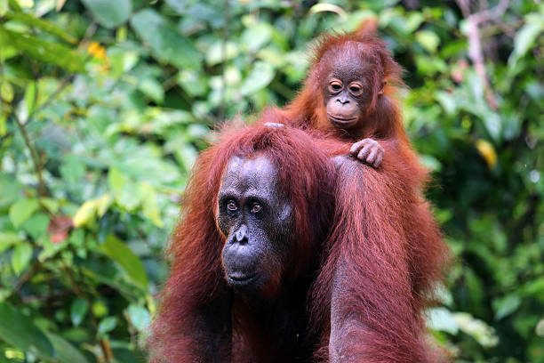 istock Indonesia: Orangutans in Tanjung Puting National Park 520260027