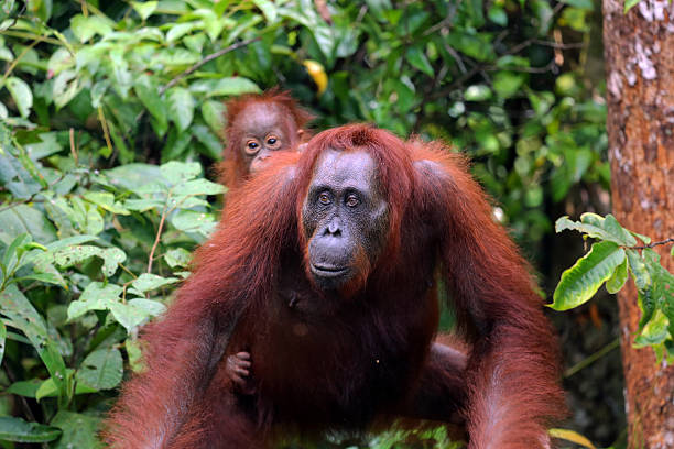 istock Indonesia: Orangutans in Tanjung Puting National Park 520260029