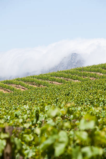 Stunning vines in the summer