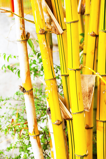 Detail of golden bamboo in Thailand