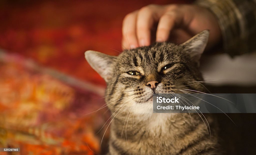 Blissful Scratches II Teddy the tabby is in ecstasy as he gets scratches from his human friend. Domestic Cat Stock Photo