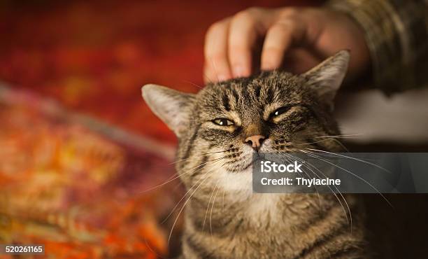 Blissful Scratches Ii Stock Photo - Download Image Now - Domestic Cat, Happiness, Adult