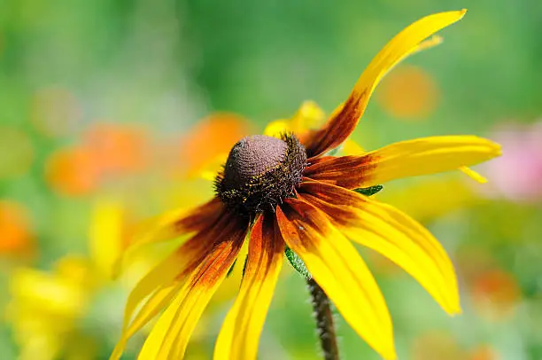 Flower of Rudbeckia closeup on soft green background