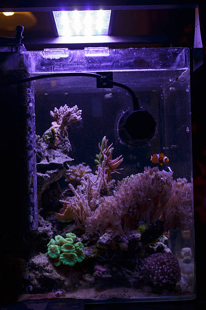 istock Colorful Saltwater Aquarium 520263439