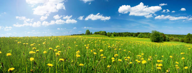 terrain avec dandelions et ciel bleu - grass sky cloudscape meadow photos et images de collection