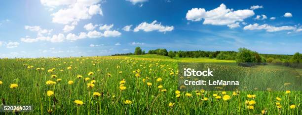 Photo libre de droit de Terrain Avec Dandelions Et Ciel Bleu banque d'images et plus d'images libres de droit de Champ - Champ, Fleur de pissenlit, Fleur - Flore