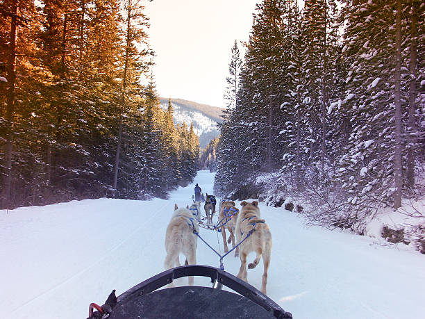 Dogsledding in the Canadian Rocky Mountains Musher and sled dogs in Kananaskis Country, Alberta, Canada. dogsledding stock pictures, royalty-free photos & images