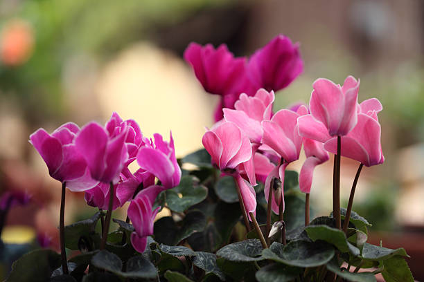 Cylamen Flowers Colorful Cyclamen flowers cyclamen stock pictures, royalty-free photos & images
