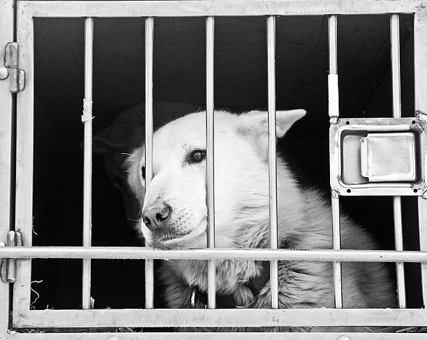 istock Sled dog behind the bars of the cage 520277821